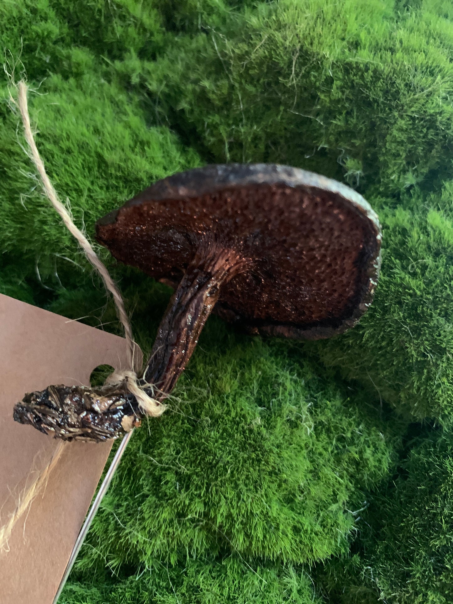 Wild Ontario Mushroom Plant Spikes